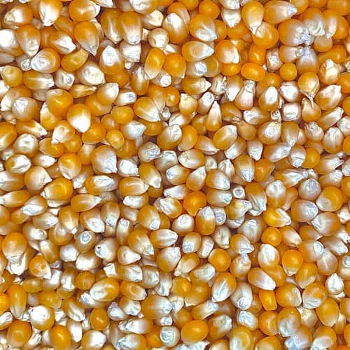 Millo para palomitas